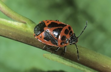 Shield Bug (Eurydema dominulus)