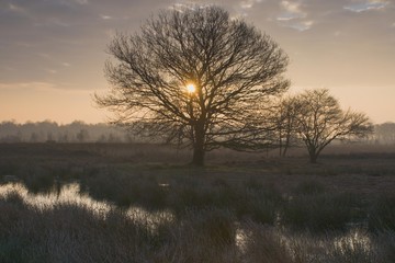 Fototapeta premium Dutch raised bog reserve at sunrise, Bargerveen, Holland, Netherlands, Europe