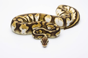 Royal Python (Python regius), Pastel Calico, female, Markus Theimer reptile breeding, Austria, Europe