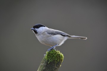 Marsh Tit (Poecile palustris)
