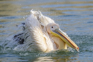 Great White Pelican (Pelecanus onocrotalus)