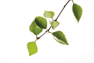 Birch leaves (Betulae folium)
