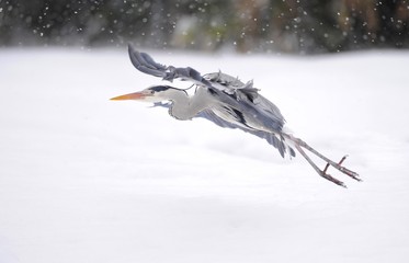 Grey Heron (Ardea cinerea) in winter in flight
