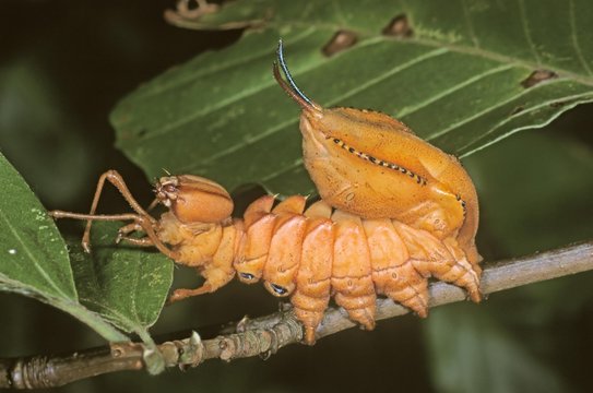 Lobster Moth (Stauropus fagi), caterpillar on twig of a beech tree