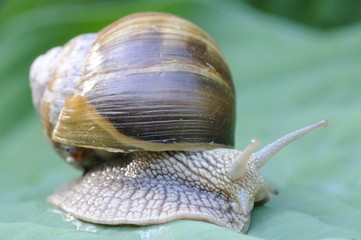 Burgundy snail, Roman snail (Helix pomatia)