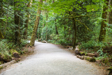 Obraz premium Hiking trail in the forest in Provincial Park British Columbia Canada.