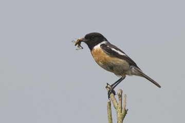 Stonechat (Saxicola rubicola)