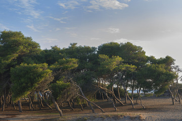 Bosco sulla spiaggia