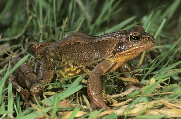 Common Frog (Rana temporaria) foraging