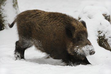 Wild boar (Sus scrofa) in winter