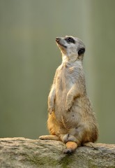 Meerkat (Suricata suricatta), alert