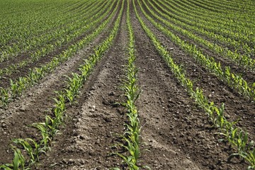 Young maize plants on a field, cultivation for biogas, Upper Swabia, Baden-Wuerttemberg, Germany, Europe