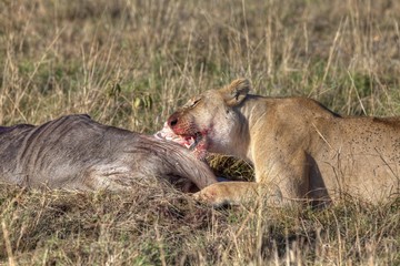 Lion (Panthera leo) eating a Blue Wildebeest (Connochaetes taurinus), Masai Mara National Reserve, Kenya, East Africa, Africa, PublicGround, Africa