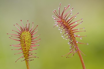 Oblong-leaved sundew or spoonleaf sundew (Drosera intermedia)