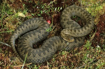 Common European Adder (Vipera berus), pregnant female in defense position