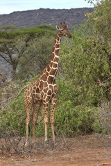 Reticulated Giraffe (Giraffa camelopardalis reticulata), Samburu National Reserve, Kenya, East Africa, PublicGround, Africa