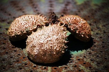 Exoskeletons of the Spider Crab (Majidae)