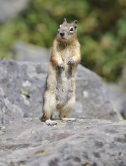 Golden-mantled ground squirrel (Spermophilus lateralis, Callospermophilus lateralis) sitting up and begging, Banff National Park, Canadian Rockies, Alberta, Canada, North America