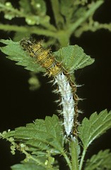 Comma (Polygonia c-album), caterpillar on stinging nettle