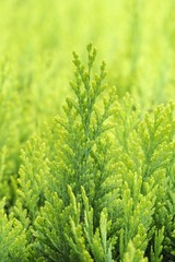 Branches of a Thuja tree (Thuja sp.)
