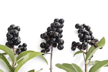 Privet (Ligustrum)