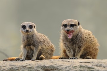 Meerkats (Suricata suricatta)