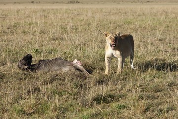 Lion (Panthera leo) eating a Blue Wildebeest (Connochaetes taurinus), Masai Mara National Reserve, Kenya, East Africa, Africa, PublicGround, Africa