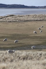 Fototapeta na wymiar Sheep in dunes, Nationalpark Koenigshafen, Westellenbogen, Sylt Island, North Frisia, Schleswig-Holstein, Germany, Europe