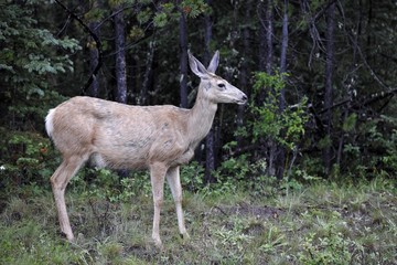 Naklejka na ściany i meble Mule deer (Odocoileus hemionus), doe, Jasper National Park, Canadian Rockies, Alberta, Canada, North America