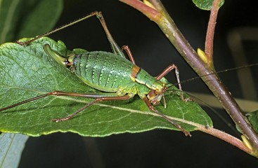 Fototapeta premium Saw-tailed Bush-cricket (Barbitistes serricauda), female