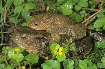 Common Toads (Bufo bufo) on the way to spawning waters