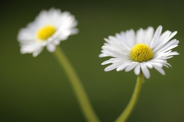 Obraz premium Daisies (Bellis perennis)