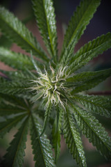 Naklejka na ściany i meble Detail of cannabis cola on early flowering stage - medical marijuana concept