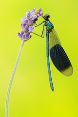 Banded Demoiselle (Calopteryx splendens), male, on lavender blossom