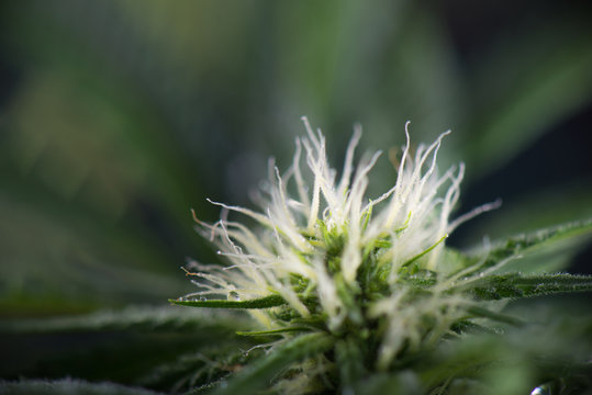 Detail of cannabis cola on early flowering stage - medical marijuana concept