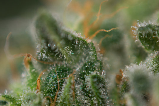 Macro of cannabis bud (mangolope marijuana strain) with visible trichomes in late flowering stage