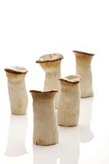 King Trumpet Mushrooms, French Horn Mushrooms or King Oyster Mushrooms (Pleurotus eryngii)