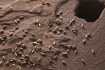 Rye grains (Secale cereale) scattered on a millstone