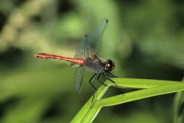 Ruddy Darter (Sympetrum sanguineum)