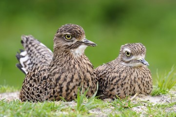 Spotted thick-knees (Burhinus capensis)