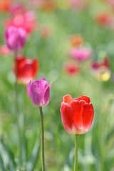 Tulips (Tulipa) in a field