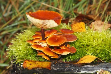 Orange coloured mushrooms on a moss-covered tree stump in marshland