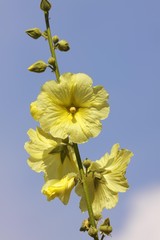 Fototapeta premium Rugose Hollyhock, Hairy Hollyhock (Alcea rugosa), originally from South Russia