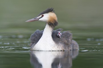 Great Crested Grebe (Podiceps cristatus) with chick on back