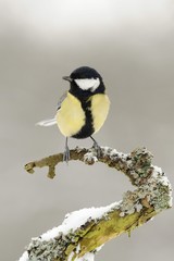 Great Tit (Parus major)