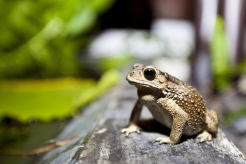 Toad (Bufonidae), Phuket, Thailand, Asia