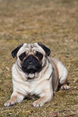 Fototapeta premium Lying Pug