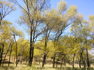 The Plateau Autumn Scene
