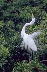 Great Egret (Casmerodius albus)