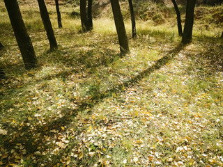 The Plateau Autumn Scene